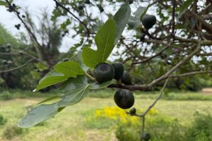 IMG_6821.jpeg